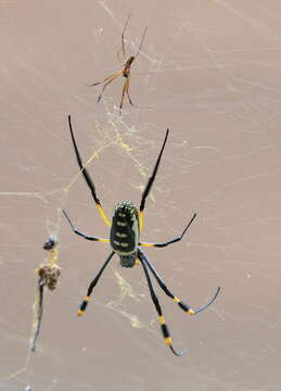 Image of Trichonephila senegalensis (Walckenaer 1841)