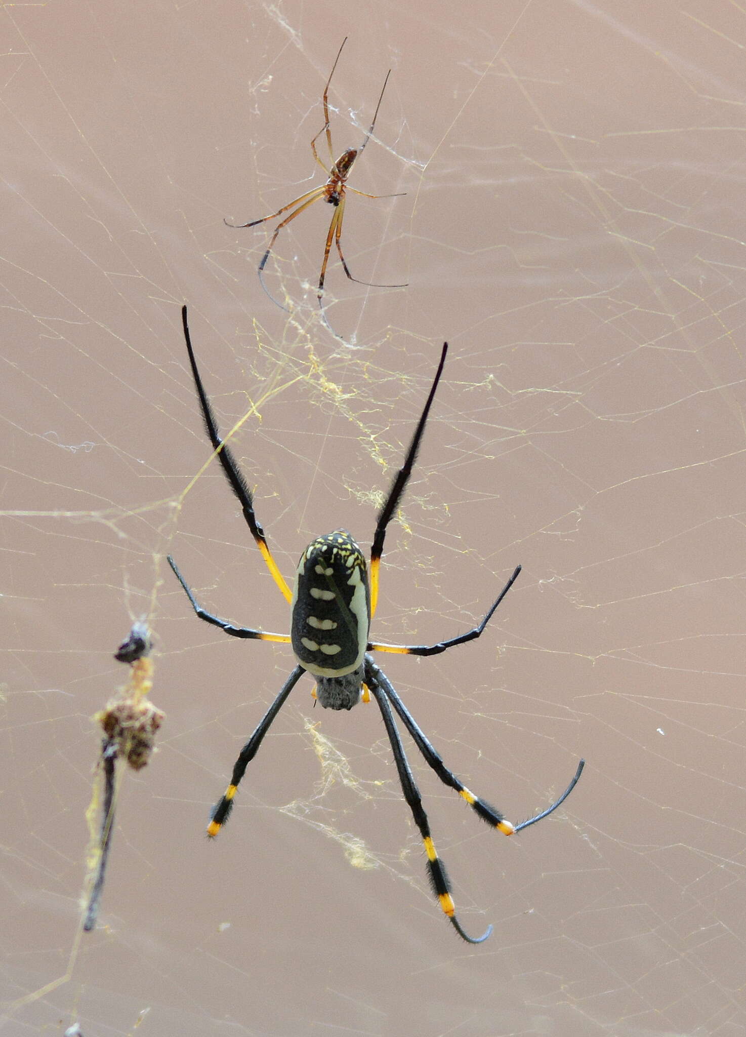 صورة Trichonephila senegalensis (Walckenaer 1841)