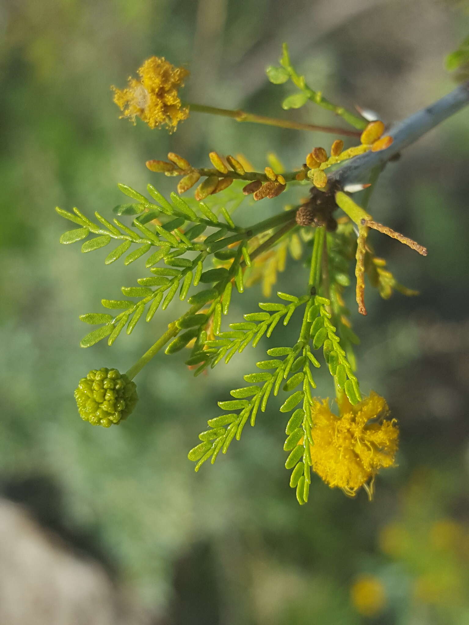 Vachellia vernicosa (Britton & Rose) Seigler & Ebinger resmi