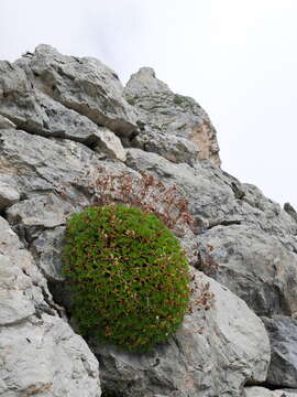 Image of Saxifraga canaliculata Boiss. & Reuter ex Engler