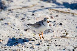 Image of Piping Plover