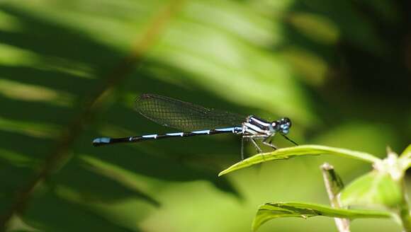 Image of Argia concinna (Rambur 1842)