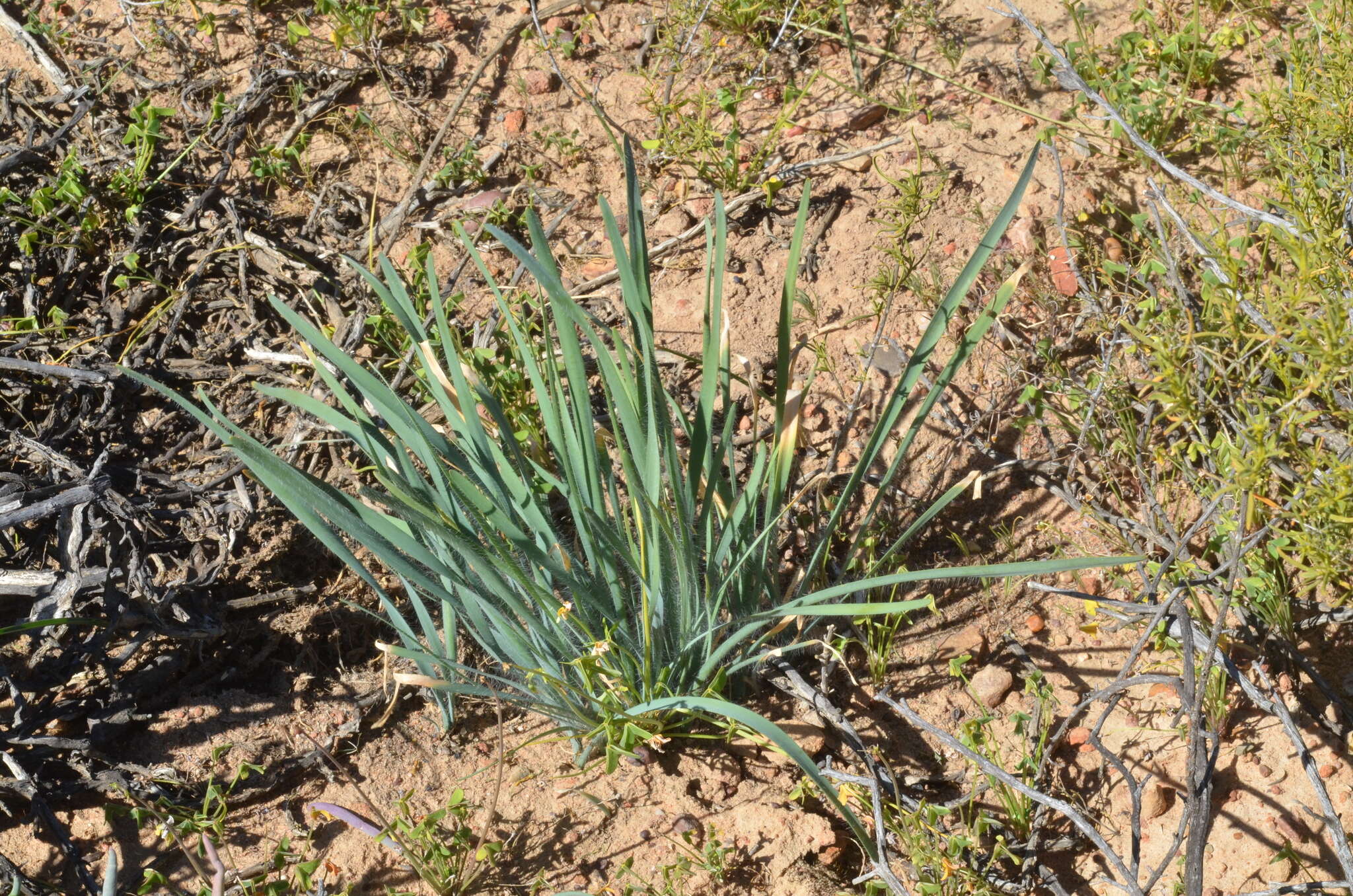 Image of Gethyllis gregoriana D. Müll.-Doblies