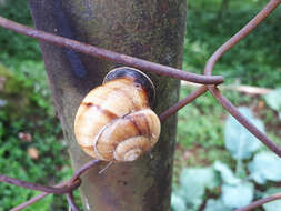 Image of Caucasotachea atrolabiata (Krynicki 1833)