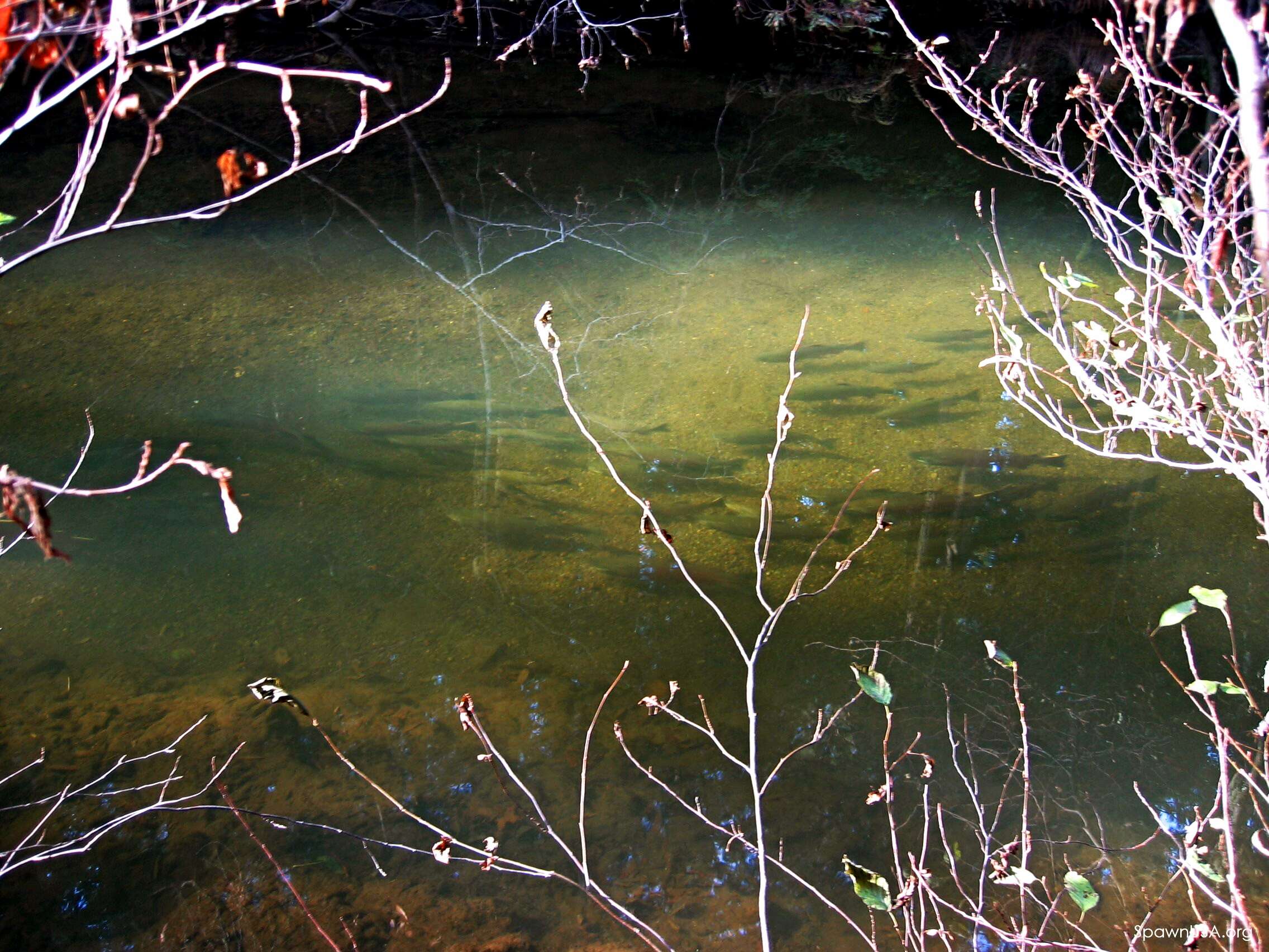 Image of Coho Salmon