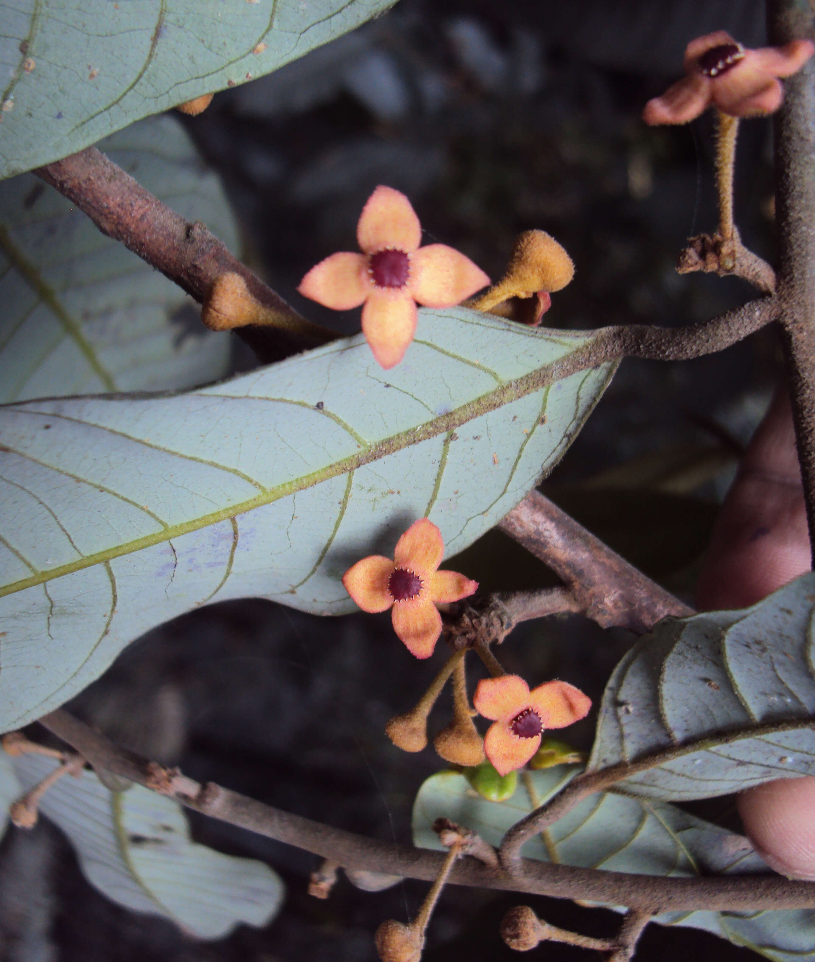 Image of Knema attenuata (Hook. fil. & Thoms.) Warb.