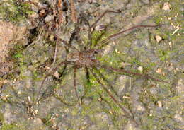 Image of Enna redundans (Platnick 1993)