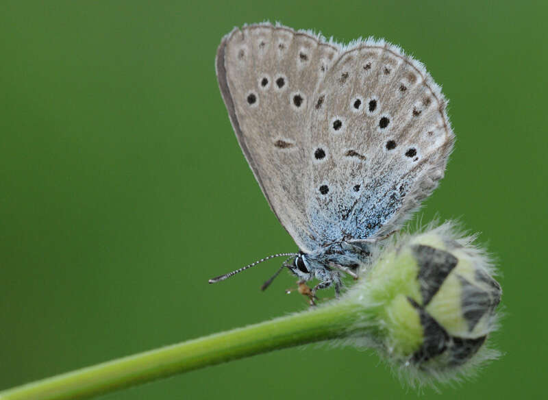 Image of Phengaris rebeli