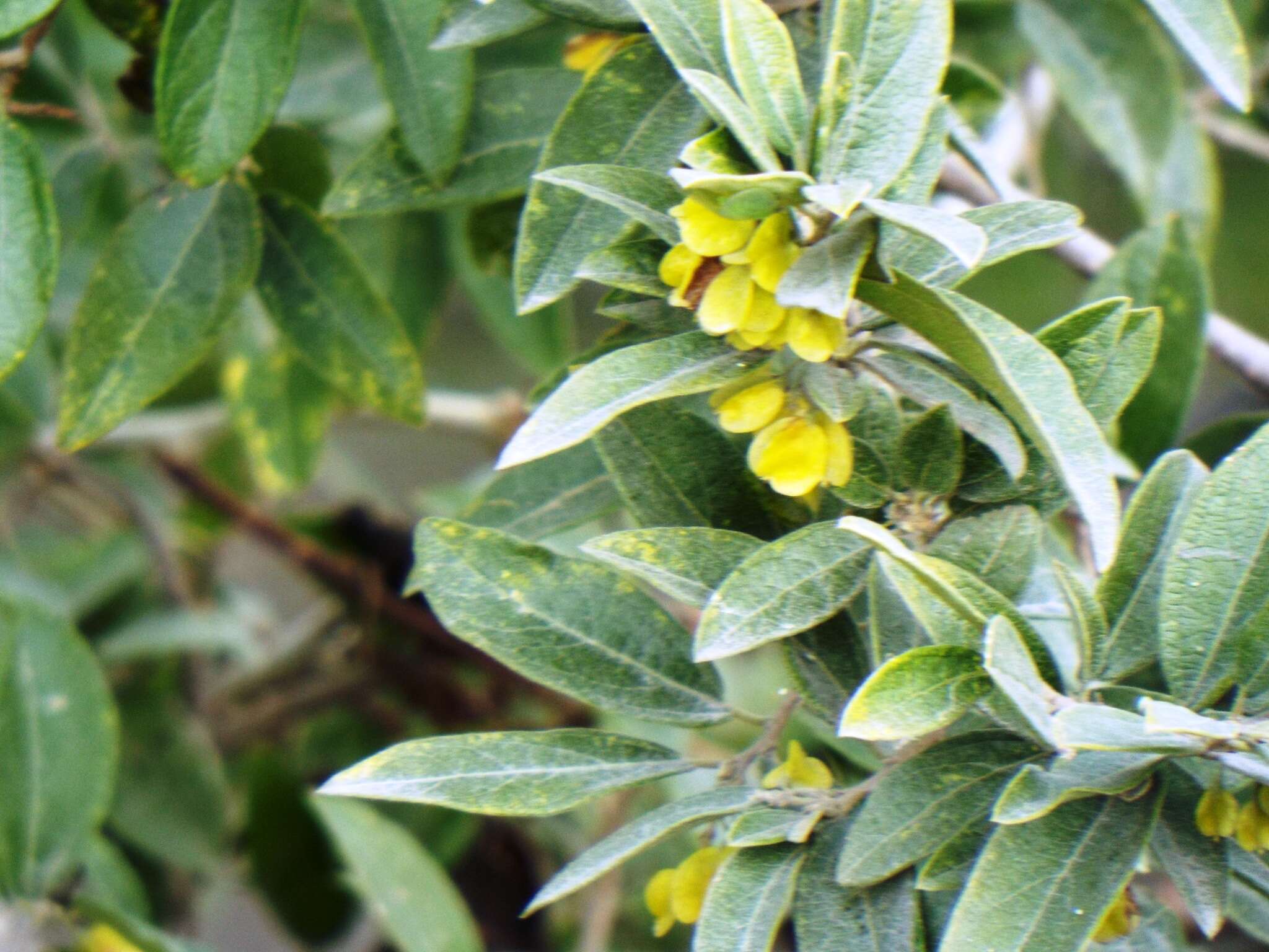 Image of Neopringlea integrifolia (Hemsl.) S. Wats.