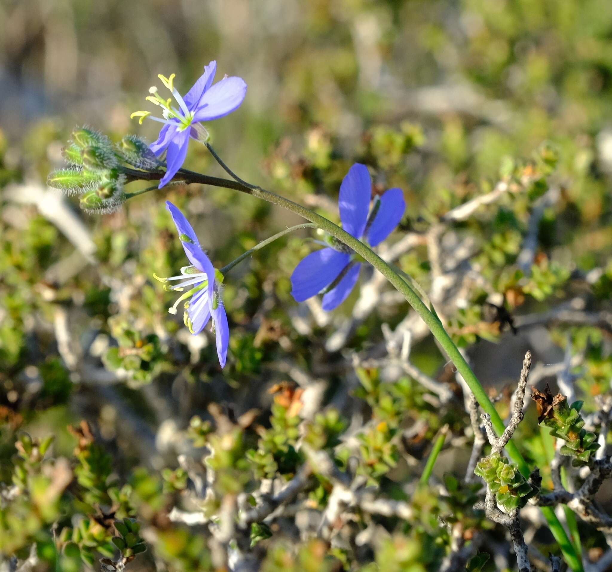 Image of Heliophila linearis var. linearis