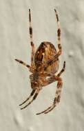 Image of Garden spider