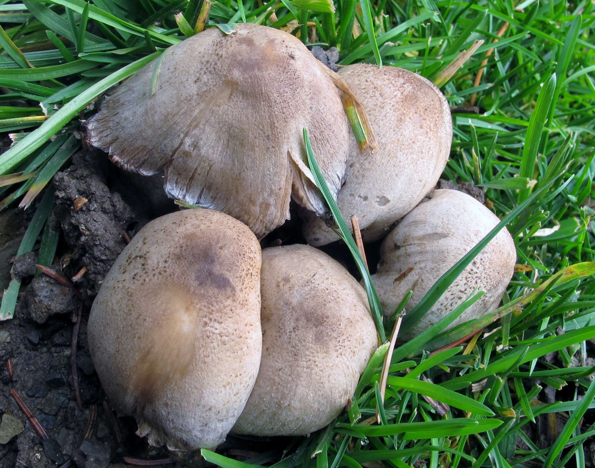 Imagem de Coprinopsis romagnesiana (Singer) Redhead, Vilgalys & Moncalvo 2001