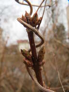 Image of Fallopia baldschuanica