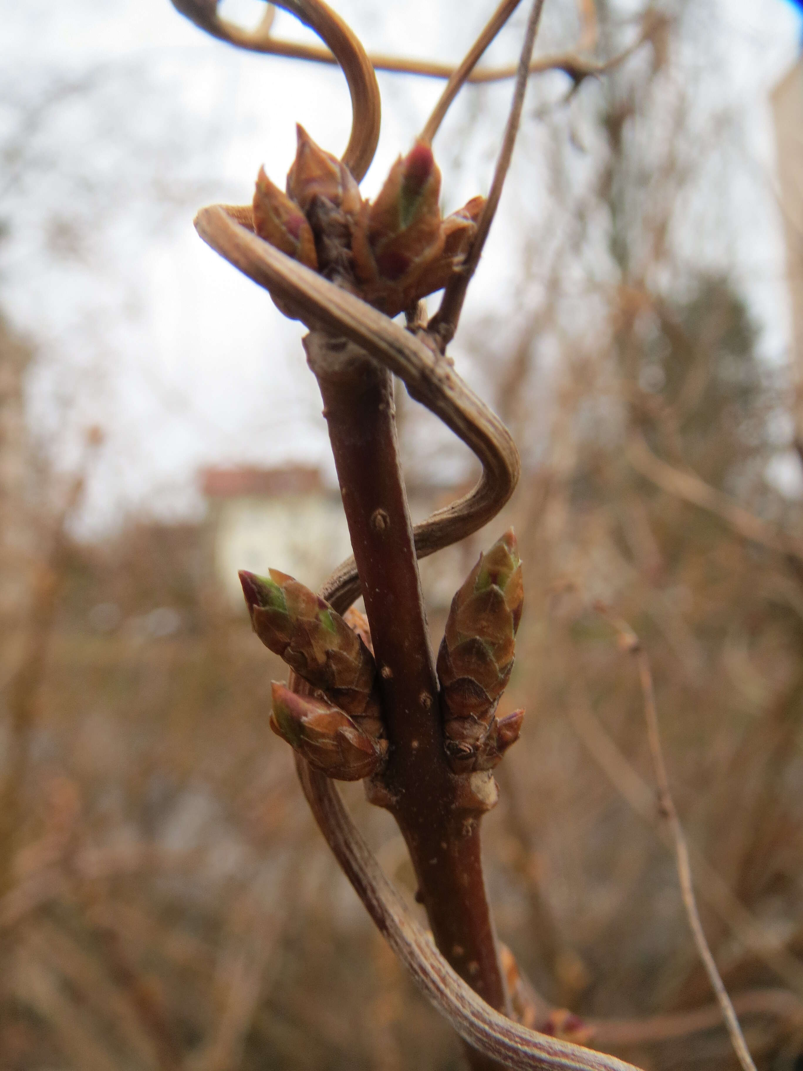 Image of Fallopia baldschuanica