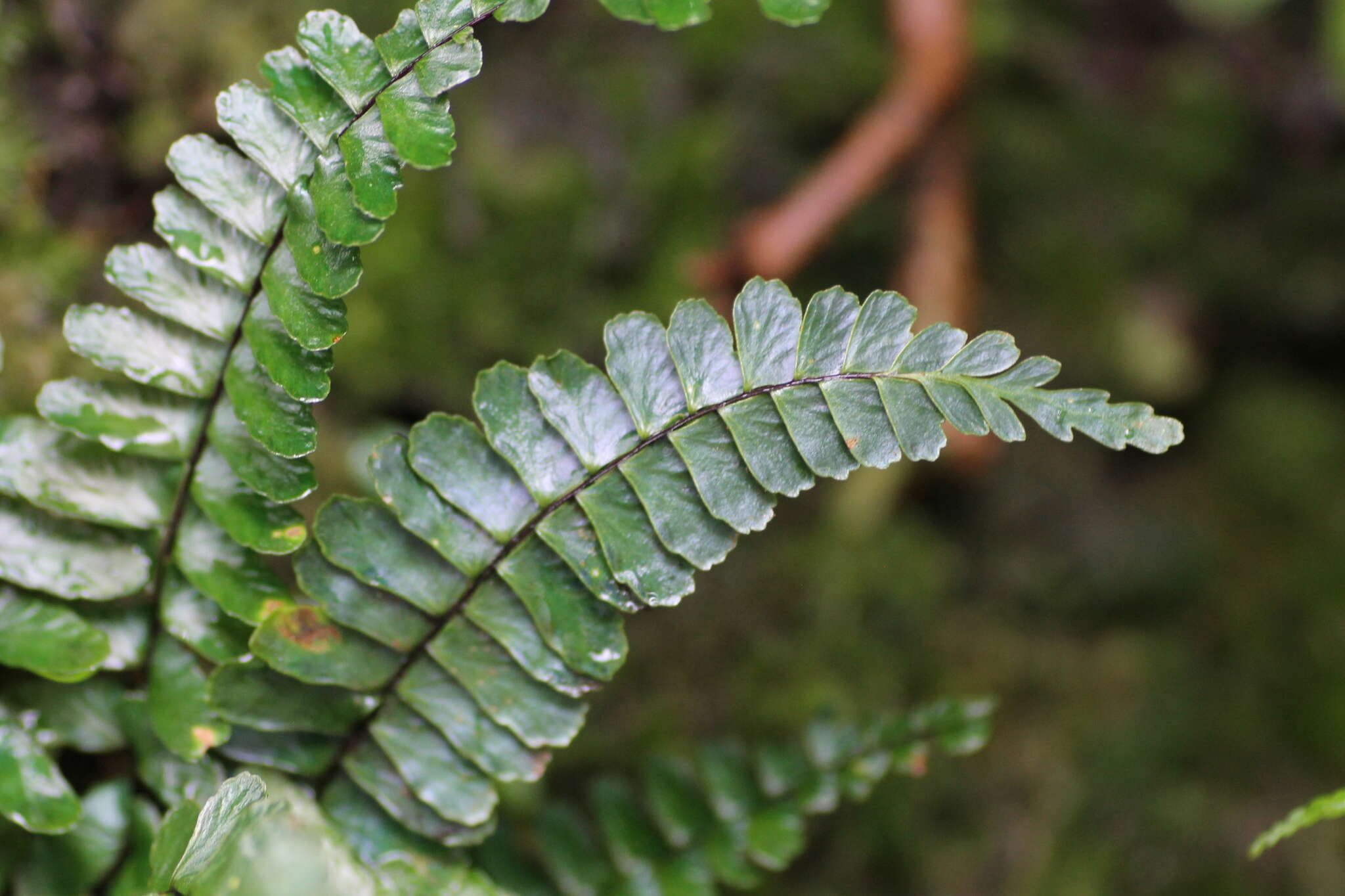 Image de Asplenium normale D. Don