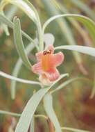 Image de Eremophila longifolia (R. Br.) F. Muell.