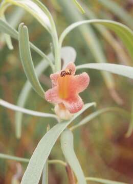 Image of Eremophila longifolia (R. Br.) F. Muell.