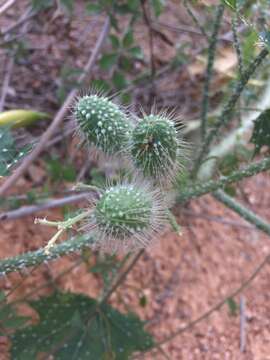 Cnidoscolus maculatus (Brandegee) Pax & K. Hoffm.的圖片