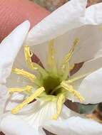 Oenothera cespitosa subsp. navajoensis W. L. Wagner, R. E. Stockhouse & W. M. Klein resmi