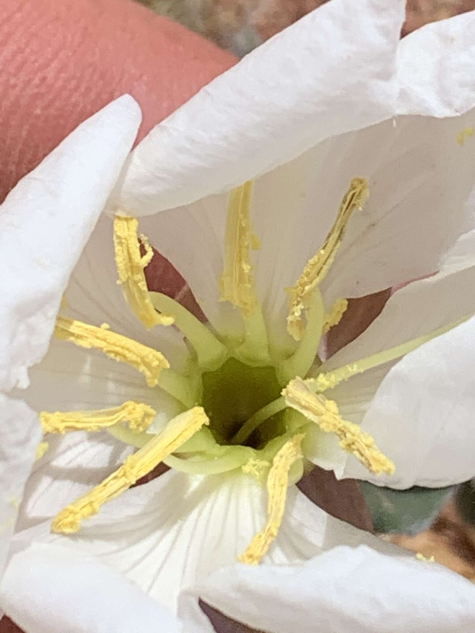 Oenothera cespitosa subsp. navajoensis W. L. Wagner, R. E. Stockhouse & W. M. Klein resmi