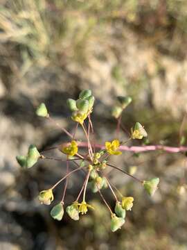 Image of Small-Flower Stinkweed