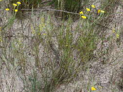 Imagem de Marasmodes defoliata S. Ortiz