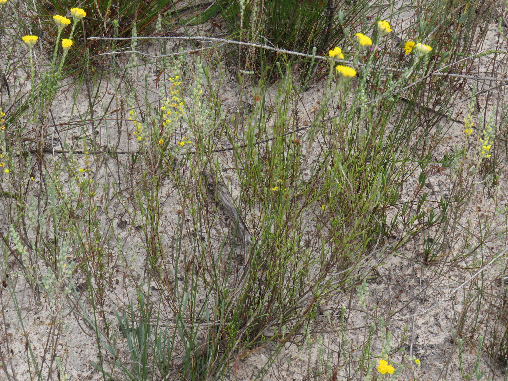 Imagem de Marasmodes defoliata S. Ortiz