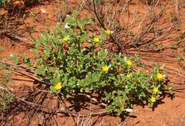 Image of Portulaca pilosa subsp. pilosa