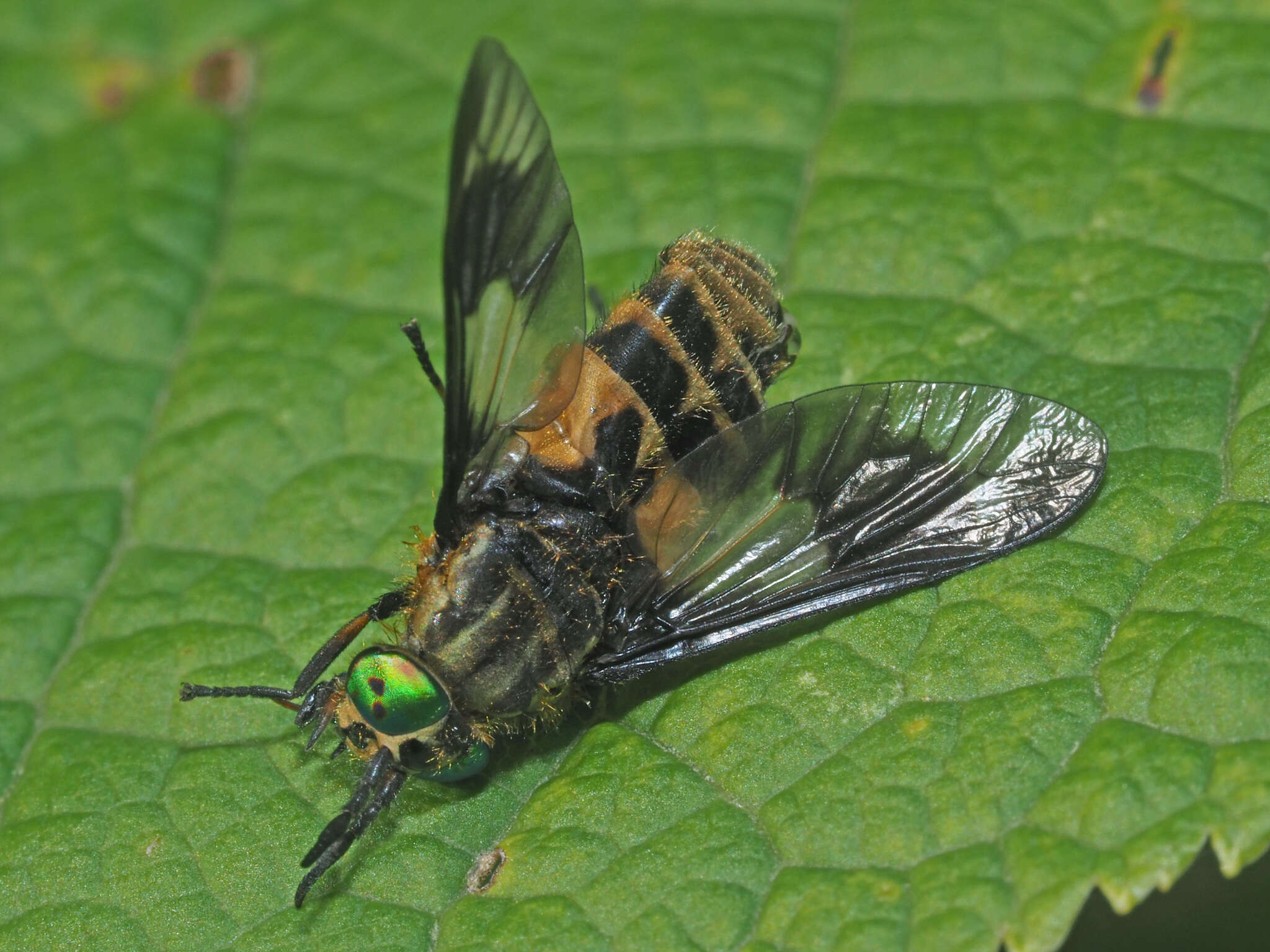 Image of Horse-fly