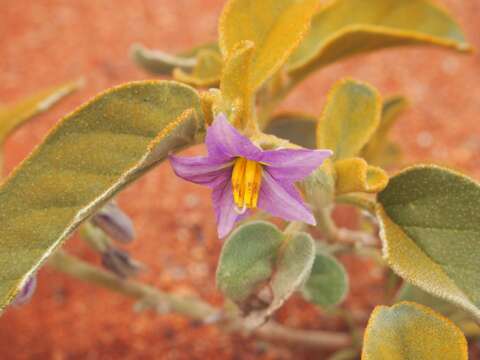 Image of Solanum centrale J. M. Black