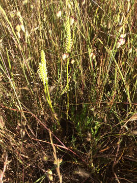 Image of Western Ladies'-Tresses