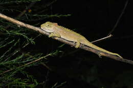 Image de Caméléon nain du Transvaal