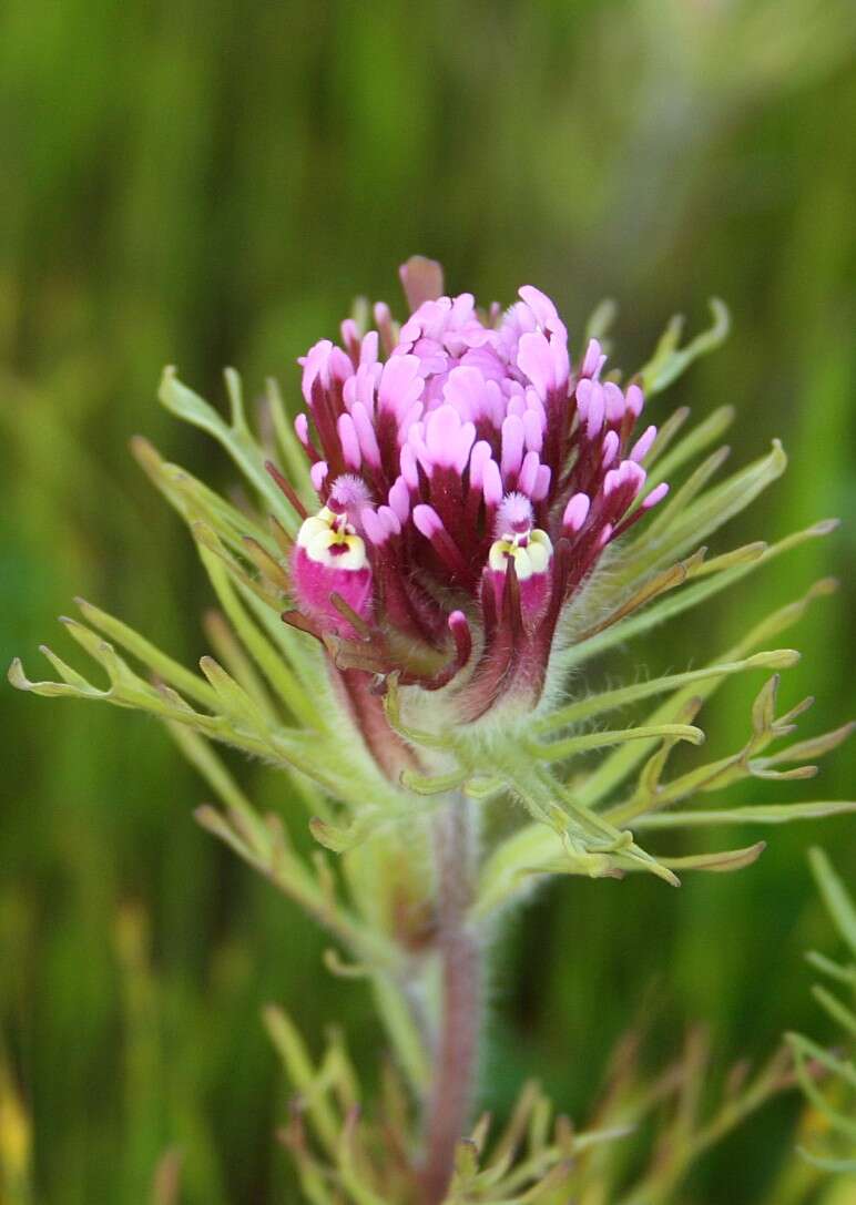 Image of exserted Indian paintbrush