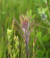 Image of exserted Indian paintbrush