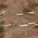 Xerochloa imberbis R. Br. resmi