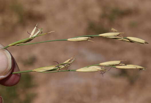 صورة Xerochloa imberbis R. Br.