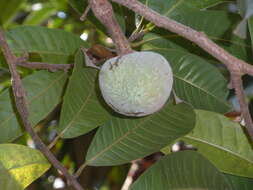 Imagem de Annona reticulata L.