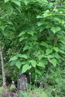 Image of southern catalpa