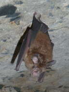 Image of Eastern Horseshoe Bat