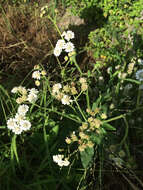 Image of Texas crownbeard