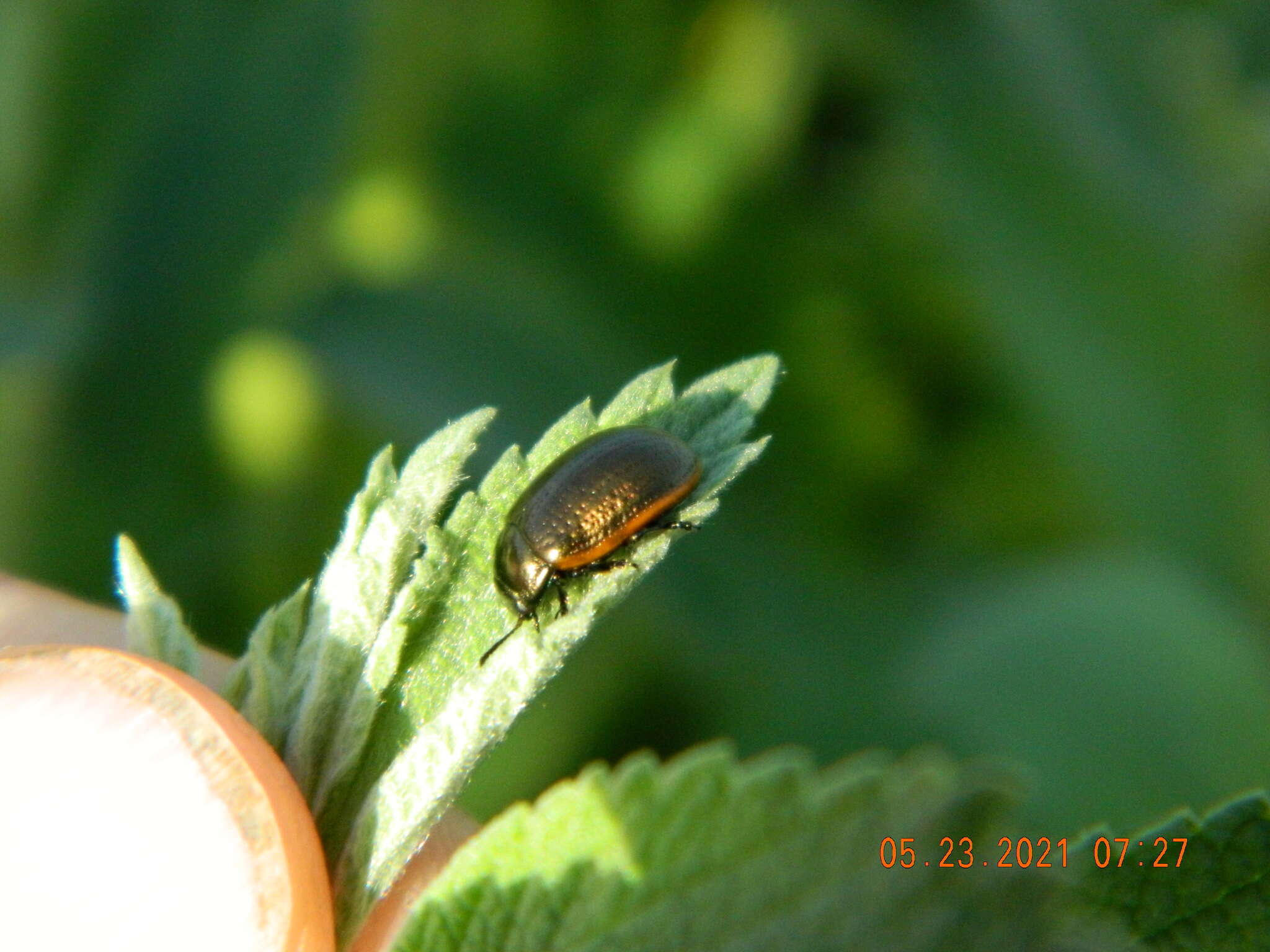 Image of Chrysolina (Chalcoidea) marginata (Linnaeus 1758)