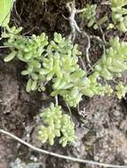 Image of Sedum nudum Ait.