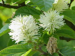 Imagem de Fothergilla major (Sims) Lodd.