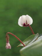 Image of Cyclamen coum Miller