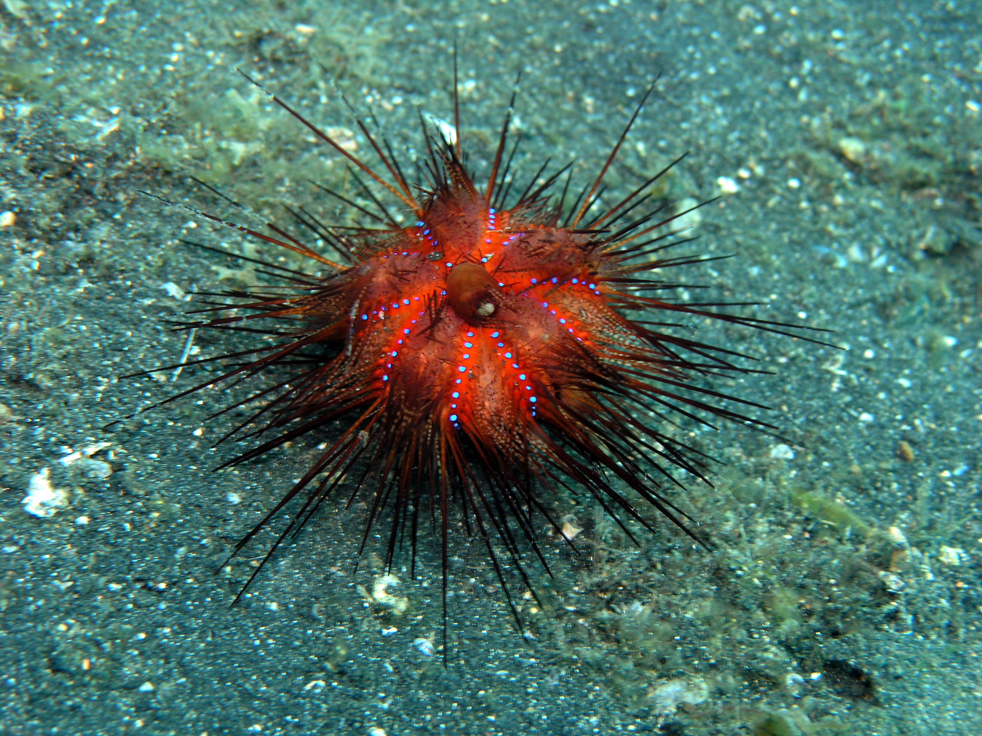 Image of Blue-Spotted Sea Urchin