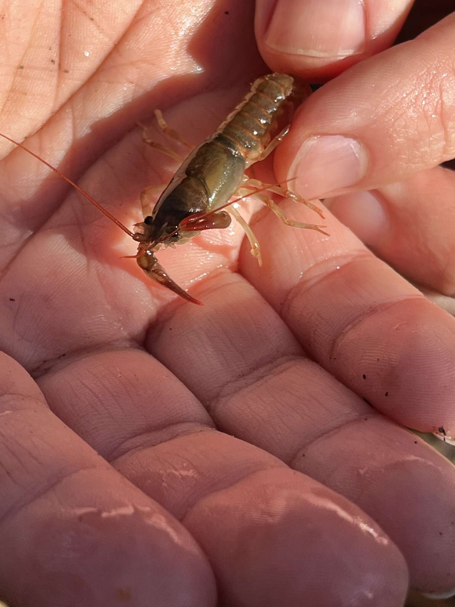 Image of Chattahoochee Crayfish