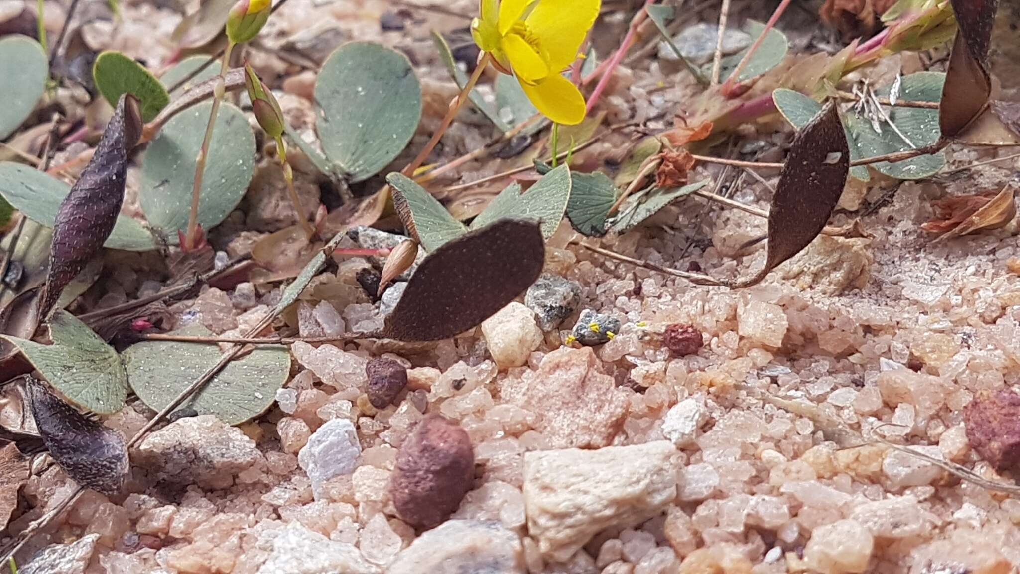 Image of Two-Leaf Sensitive-Pea