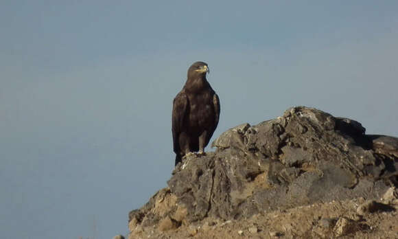 Image of Steppe Eagle