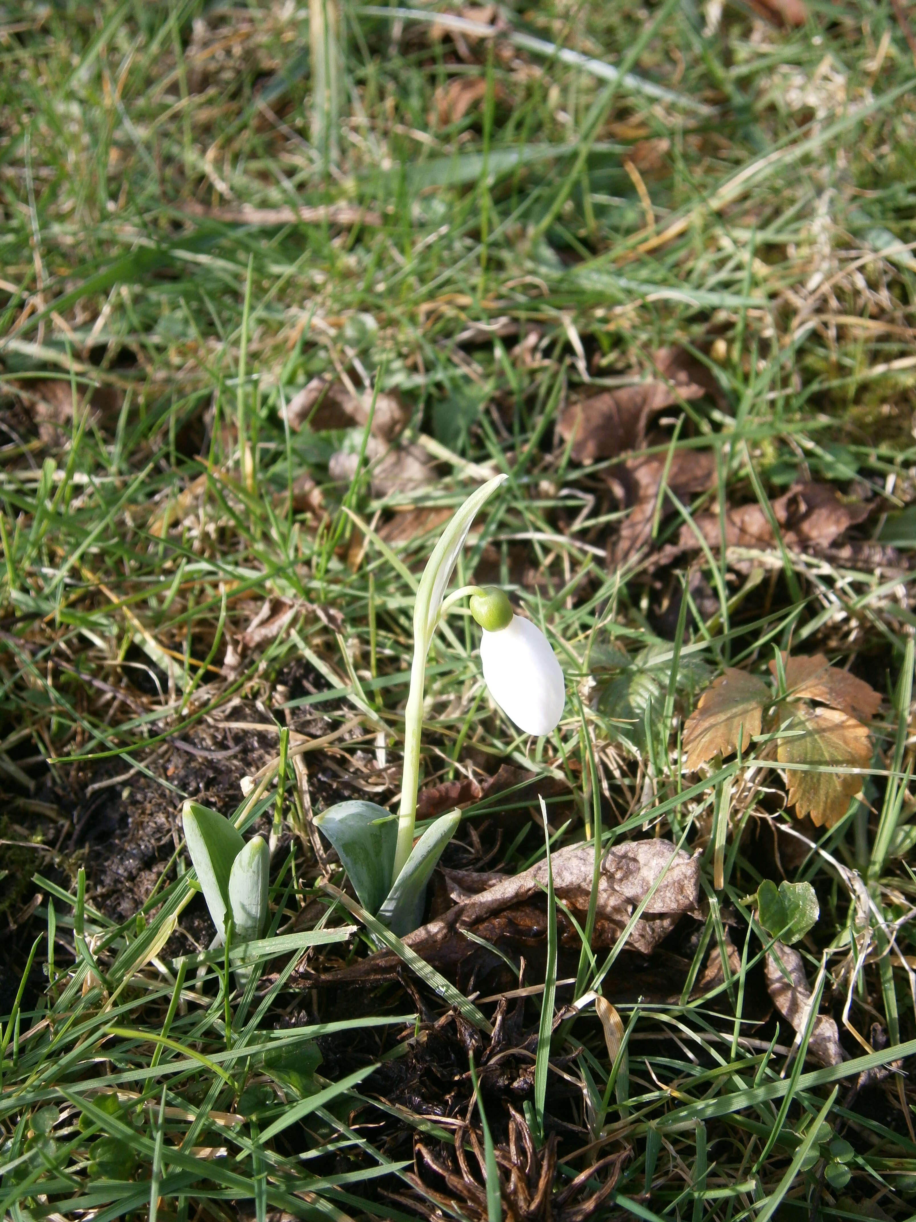 Image of giant snowdrop