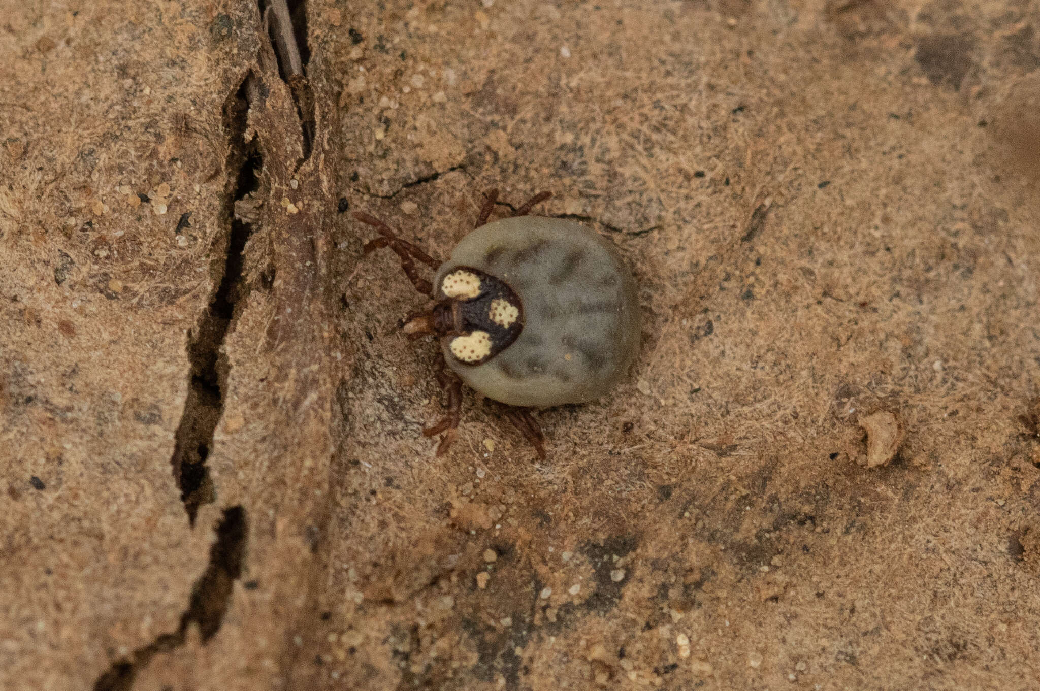 Image of Amblyomma gervaisi (Lucas 1847)